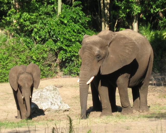 DSC_4872a  Elephant 8X10.JPG