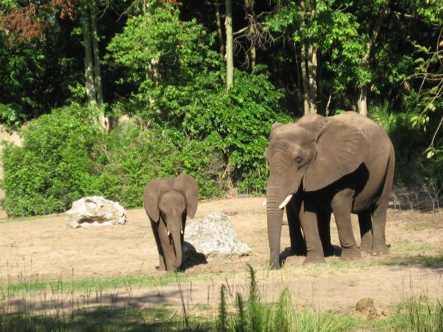 DSC_4872a Elephant.JPG