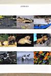 ANIMALS.JPG