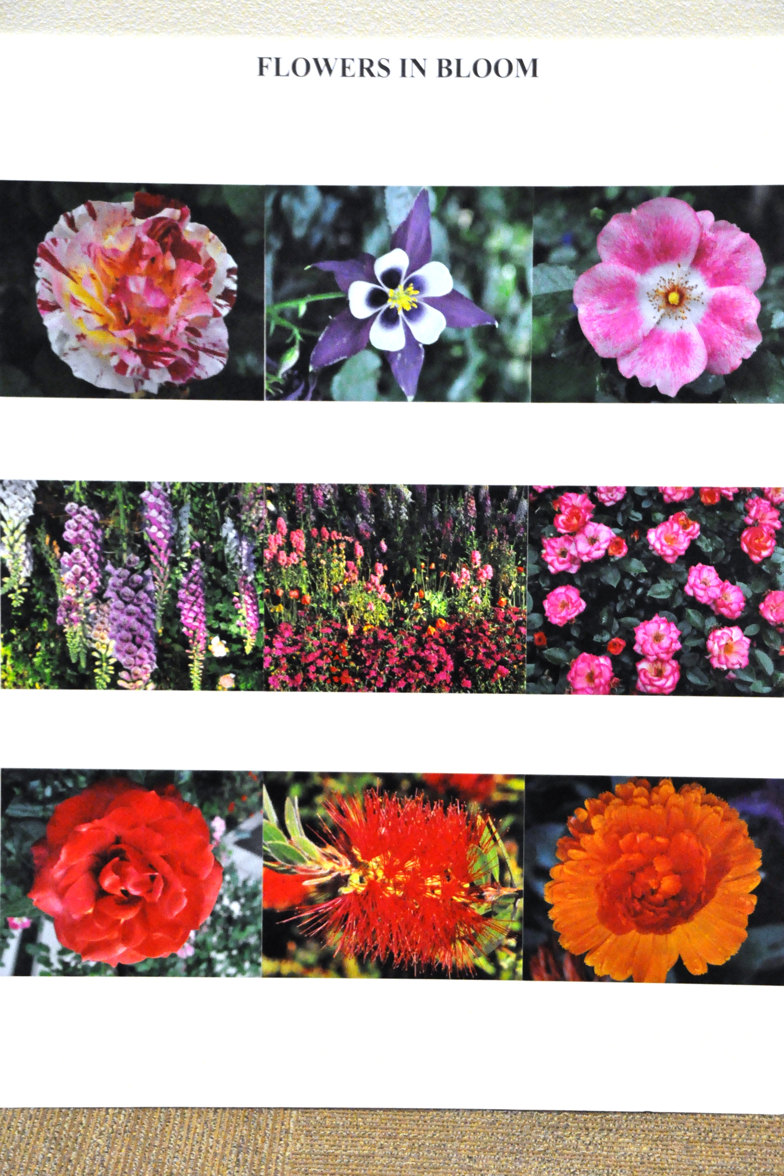 FLOWERS IN BLOOM.JPG