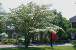 Dogwood Blossoms